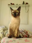 Mico