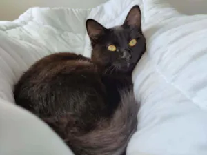 Gato raça  idade 7 a 11 meses nome Toffee