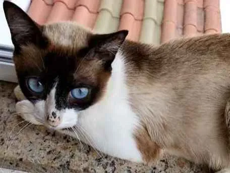 Gato ra a Srd  idade 7 a 11 meses nome Misty Linda Bebe
