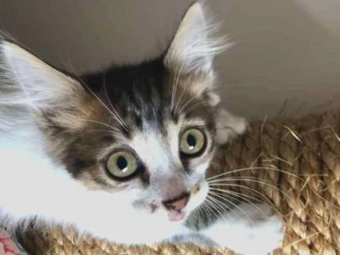 Gato raça SRD-ViraLata idade 2 a 6 meses nome Rapazinho