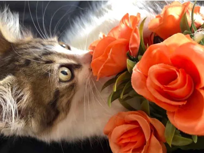 Gato raça SRD-ViraLata idade 2 a 6 meses nome Rapazinho