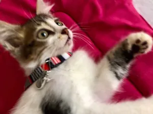 Gato raça SRD-ViraLata idade 2 a 6 meses nome Rapazinho