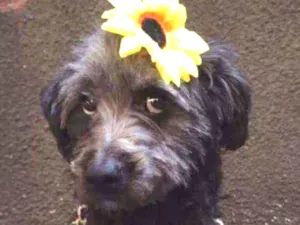 Cachorro raça Vira lata idade 2 anos nome Nany