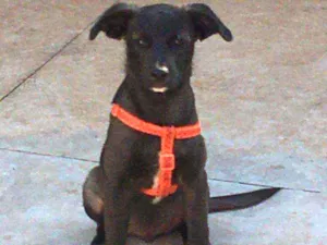 Cachorro raça Boiadeiro (Misturado) idade 2 a 6 meses nome Sabiky