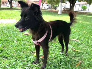 Cachorro raça Sem raça definida  idade 1 ano nome Pretinha
