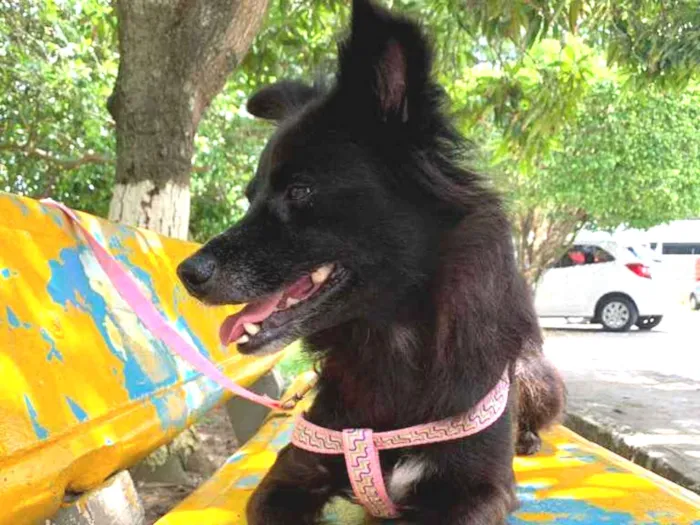 Cachorro raça Sem raça definida  idade 1 ano nome Pretinha