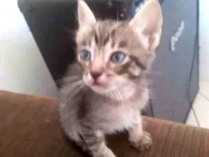 Gato raça Não importa idade 2 a 6 meses nome Alba