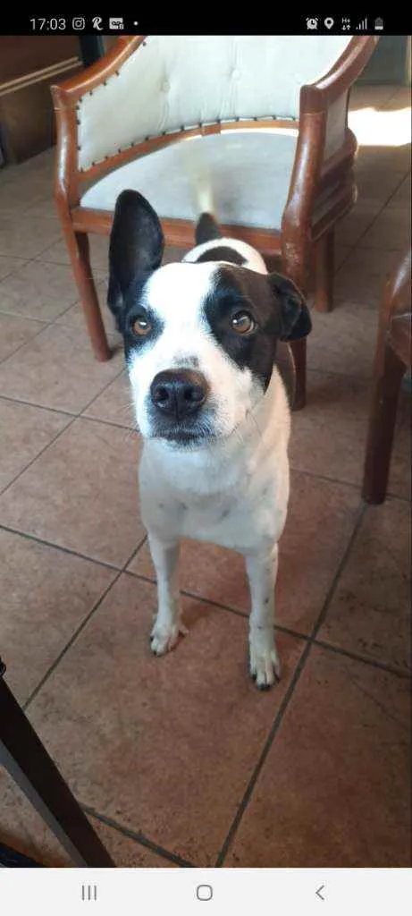 Cachorro ra a Vira lata idade 1 ano nome Milk