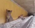  Gatinhos