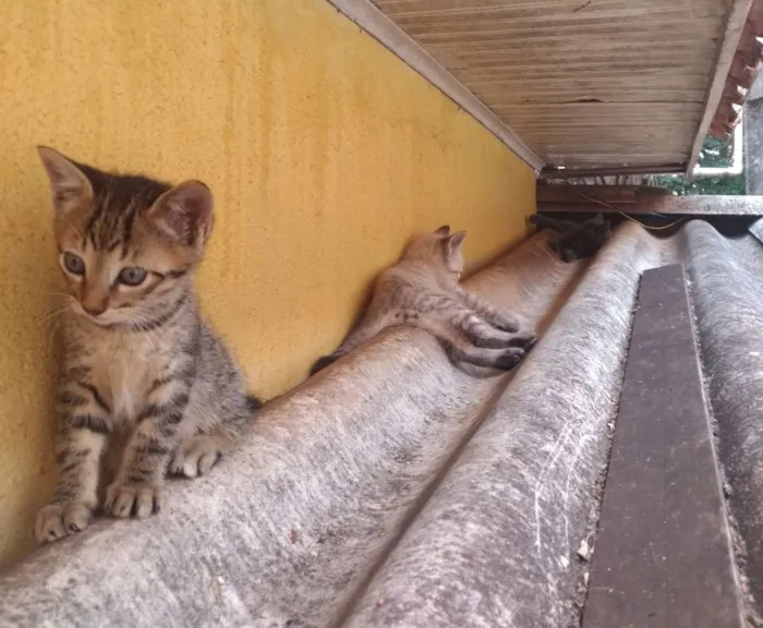 Gato ra a  idade Abaixo de 2 meses nome  Gatinhos