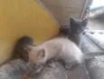  Gatinhos