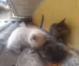  Gatinhos