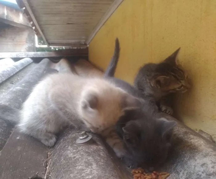 Gato ra a  idade Abaixo de 2 meses nome  Gatinhos