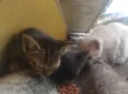  Gatinhos