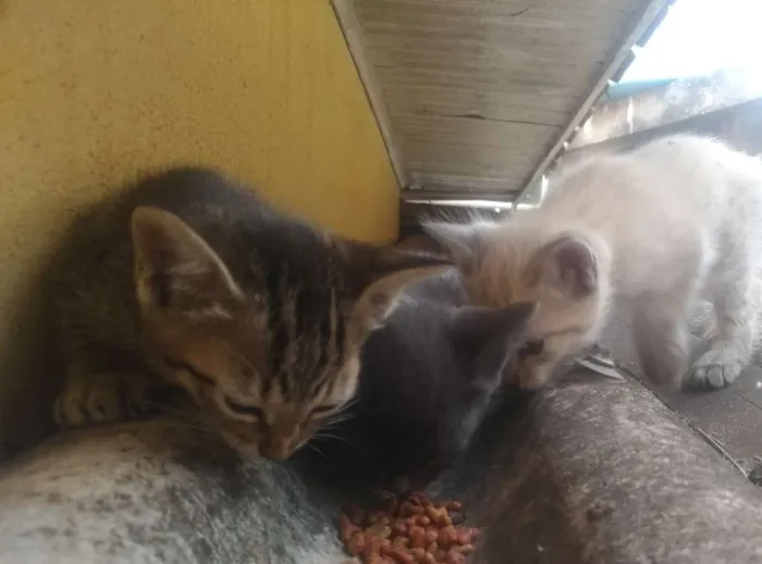 Gato ra a  idade Abaixo de 2 meses nome  Gatinhos