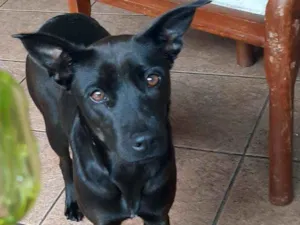 Cachorro raça Vira lata idade 1 ano nome Coffee