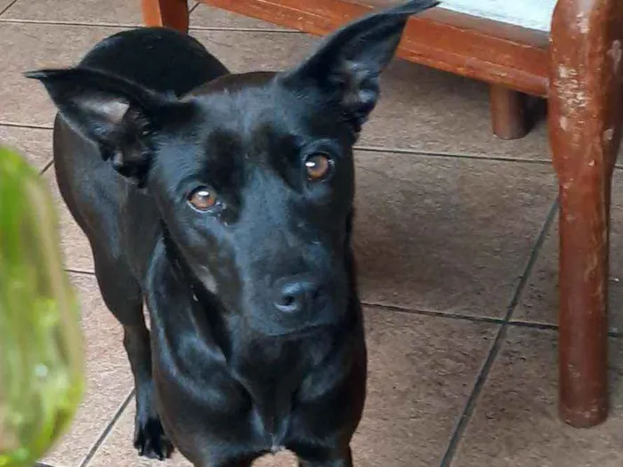 Cachorro ra a Vira lata idade 1 ano nome Coffee