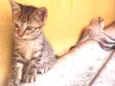  Gatinhos