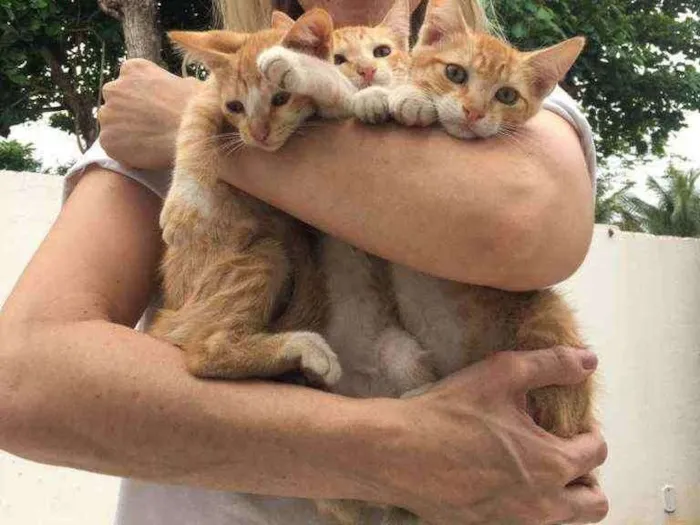 Gato ra a Viralata idade 2 a 6 meses nome Sem nome
