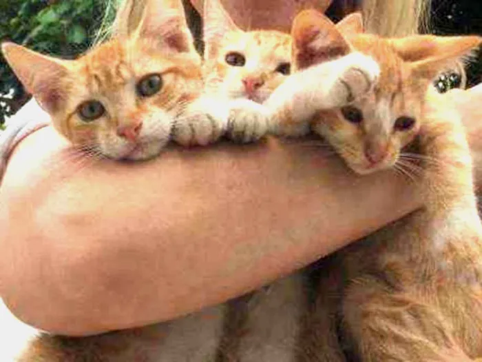 Gato ra a Viralata idade 2 a 6 meses nome Sem nome