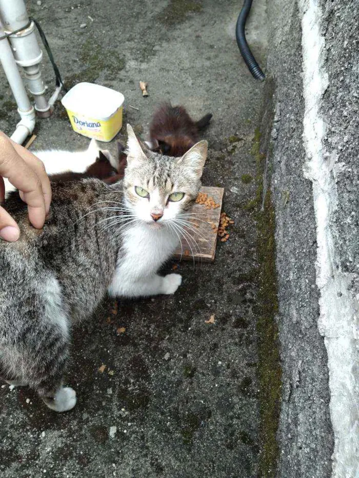 Gato ra a Vira lata  idade Abaixo de 2 meses nome Não tem 