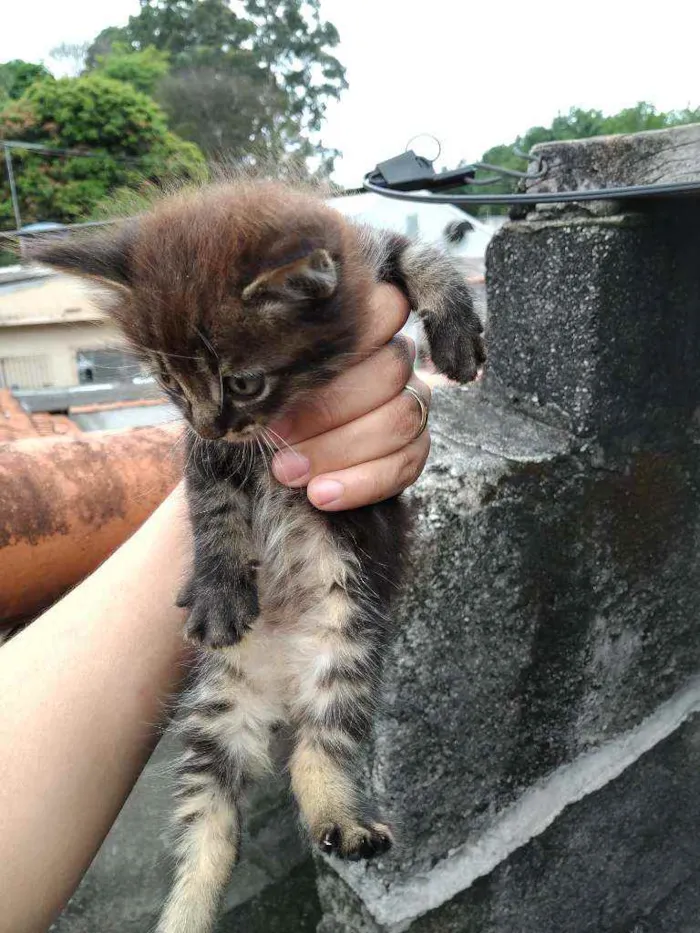 Gato ra a Vira lata  idade Abaixo de 2 meses nome Não tem 