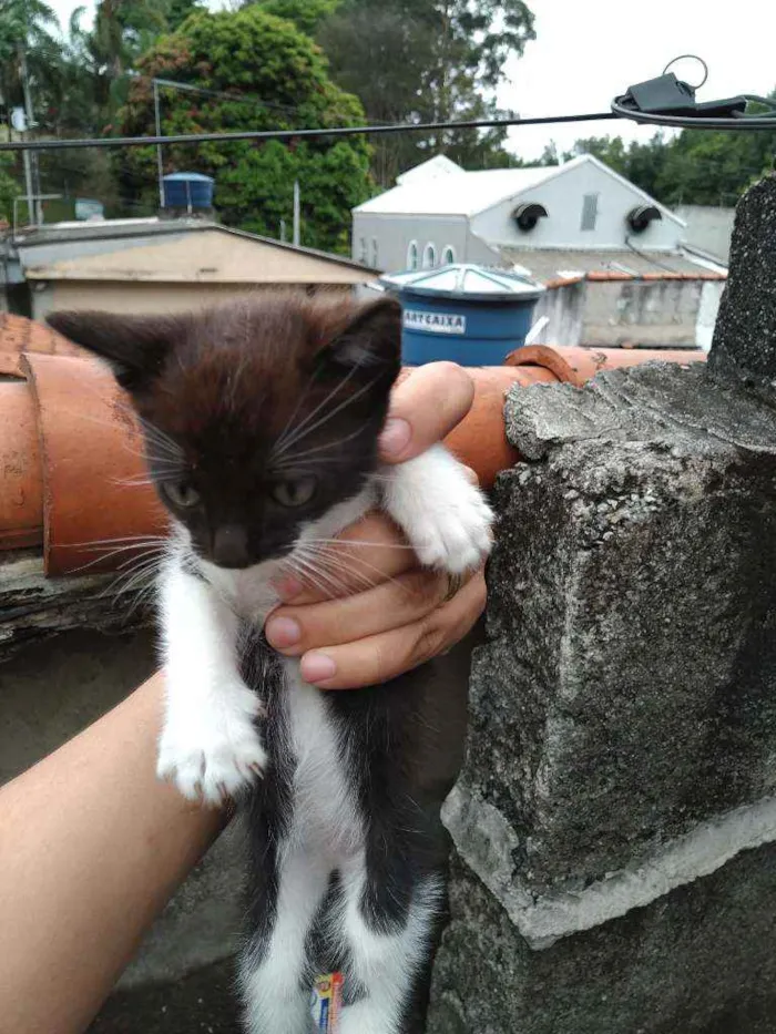 Gato ra a Vira lata  idade Abaixo de 2 meses nome Não tem 