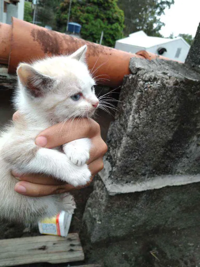 Gato ra a Vira lata  idade Abaixo de 2 meses nome Não tem 