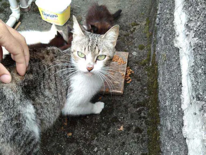 Gato ra a Vira lata  idade Abaixo de 2 meses nome Não tem 