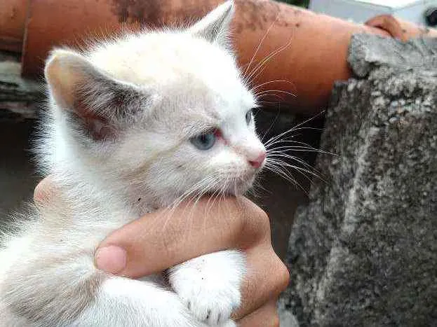 Gato ra a Vira lata  idade Abaixo de 2 meses nome Não tem 