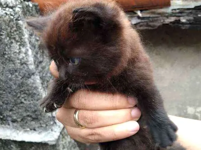 Gato ra a Vira lata  idade Abaixo de 2 meses nome Não tem 