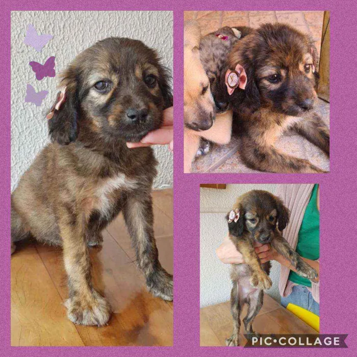 Cachorro ra a Sem raça definida  idade 2 a 6 meses nome Docinho