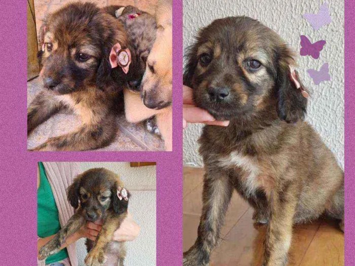 Cachorro ra a Sem raça definida  idade 2 a 6 meses nome Docinho