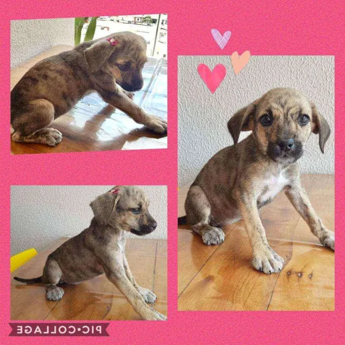 Cachorro ra a Srd  idade 2 a 6 meses nome Lindinha