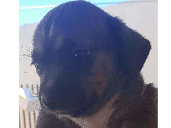 Cachorro ra a SRD idade Abaixo de 2 meses nome Lindinhos