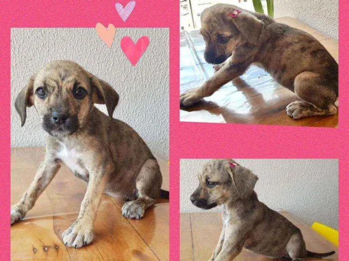 Cachorro ra a Srd  idade 2 a 6 meses nome Lindinha