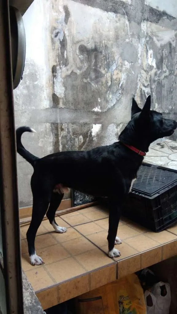 Cachorro ra a SRD-ViraLata idade 3 anos nome Negão