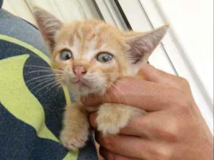 Gato raça Nao definida  idade Abaixo de 2 meses nome Nao tem 