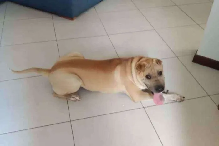 Cachorro raça Sharpei idade 7 a 11 meses nome Bruce