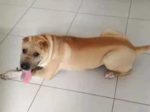 Cachorro raça Sharpei idade 7 a 11 meses nome Bruce