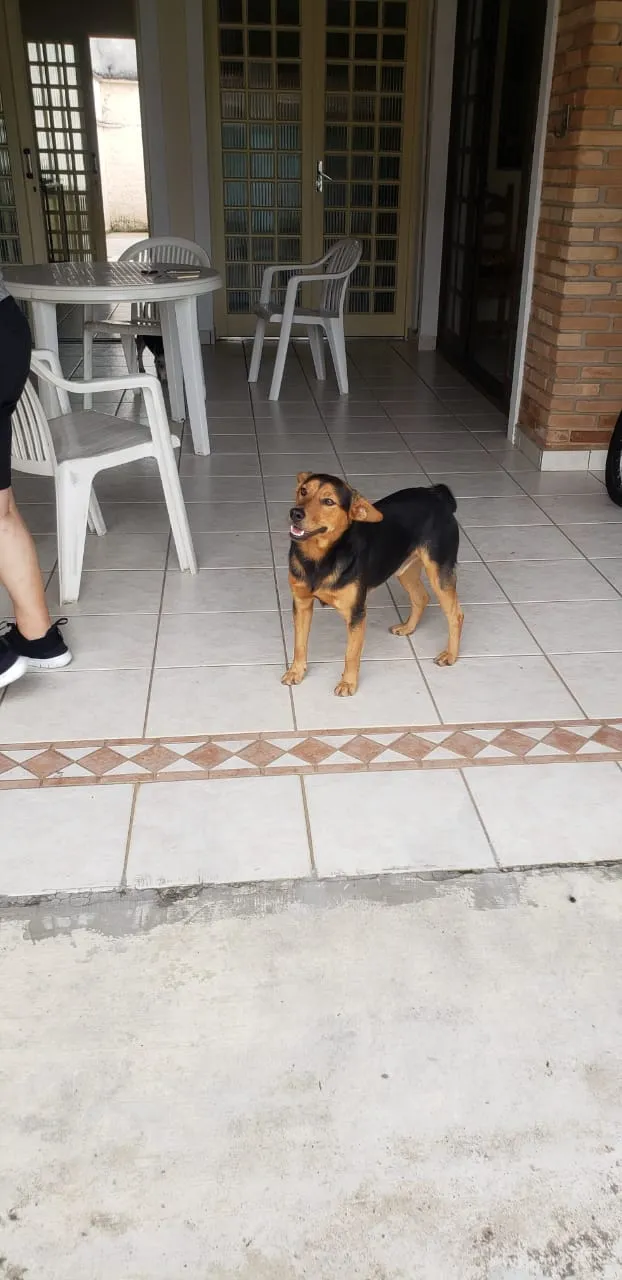 Cachorro ra a SRD-ViraLata idade 7 a 11 meses nome ANGELO