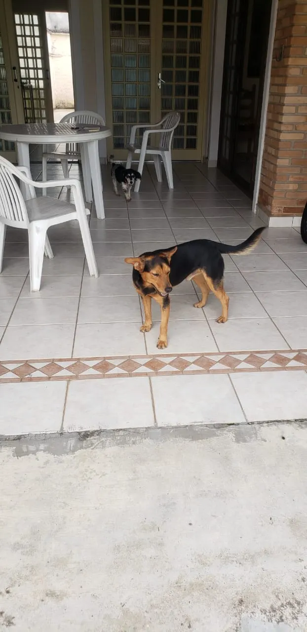 Cachorro ra a SRD-ViraLata idade 7 a 11 meses nome ANGELO
