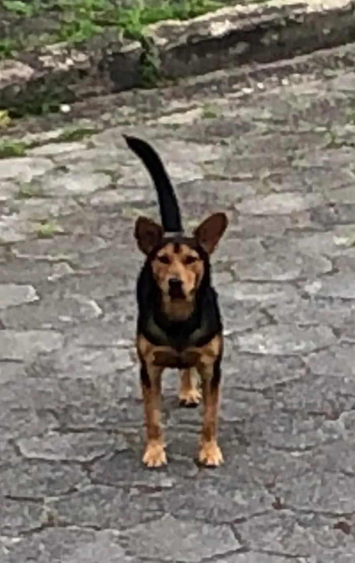Cachorro ra a SRD-ViraLata idade 7 a 11 meses nome ANGELO