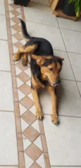 ANGELO