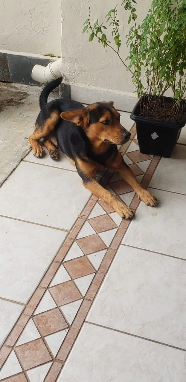 Cachorro ra a SRD-ViraLata idade 7 a 11 meses nome ANGELO