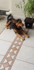 ANGELO
