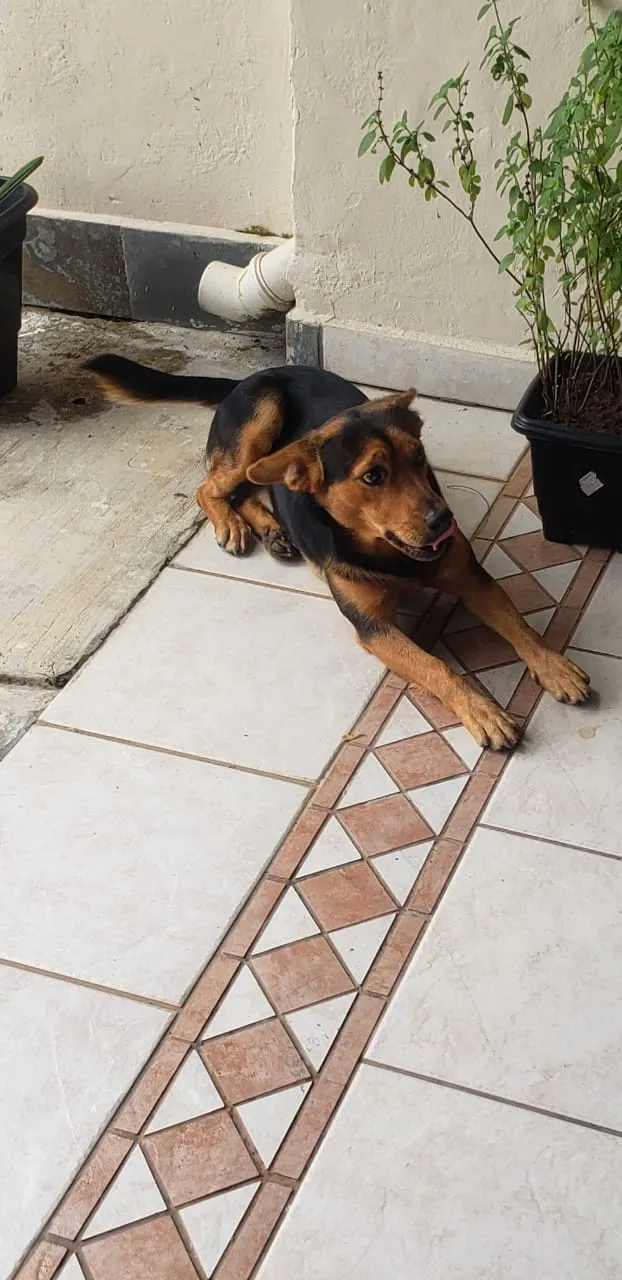 Cachorro ra a SRD-ViraLata idade 7 a 11 meses nome ANGELO