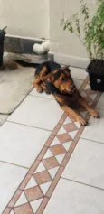 ANGELO