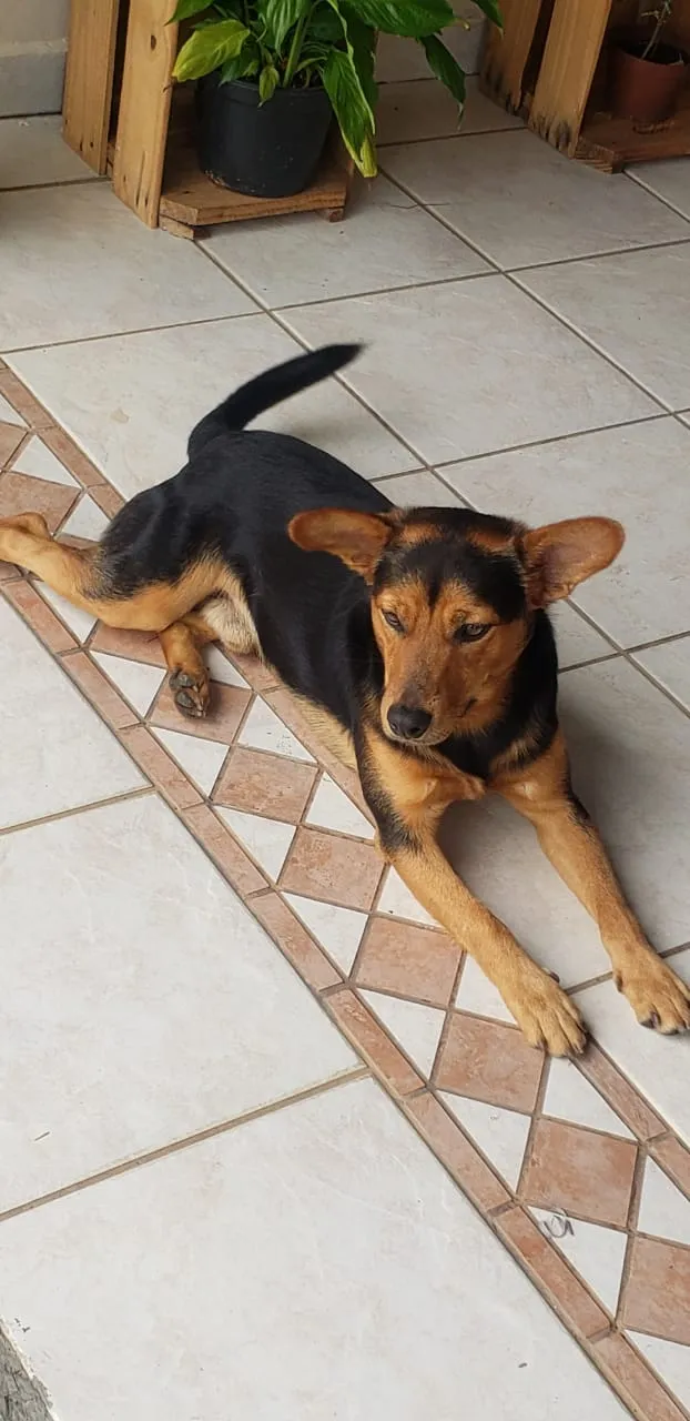Cachorro ra a SRD-ViraLata idade 7 a 11 meses nome ANGELO