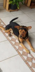 ANGELO